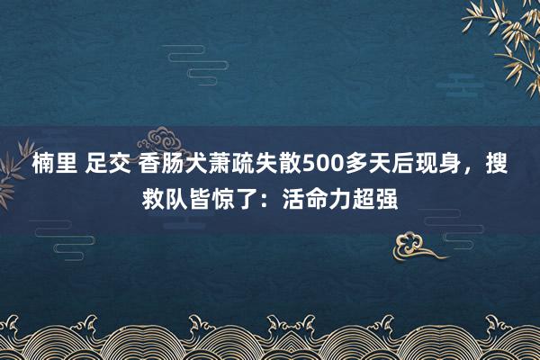 楠里 足交 香肠犬萧疏失散500多天后现身，搜救队皆惊了：活命力超强